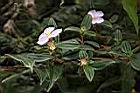 糙葉耳藥花04.JPG