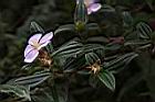 糙葉耳藥花07.JPG
