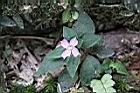 肉穗野牡丹-花00.jpg