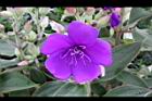 蒂牡花-花00.jpg
