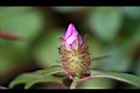 蔓性野牡丹-花苞1.jpg