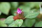 蔓性野牡丹-花苞3.jpg