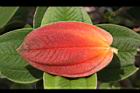 銀絨野牡丹-紅葉-正.jpg