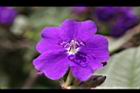 銀絨野牡丹-花0.jpg