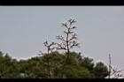 銀絨野牡丹-花枝.jpg