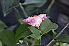 玫瑰連蕊茶-花萼0.JPG