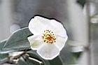 白玫瑰連蕊茶-花11.JPG