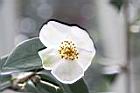 白玫瑰連蕊茶-花12.JPG