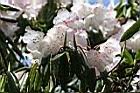 玉山杜鵑-花10.jpg