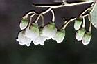 白珠樹-花17.jpg