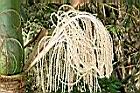 亞力山大椰子-花序41.jpg