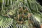 壯幹棕櫚-果序0.jpg