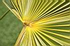 黃棕櫚-葉15.jpg
