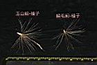 玉山薊-種子08.JPG