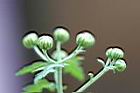 阿里山油菊-花苞0.jpg