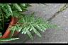 箭葉鳳尾蕨-營養葉1.jpg