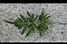 箭葉鳳尾蕨-營養葉2.jpg