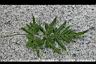 箭葉鳳尾蕨-營養葉3.jpg