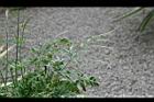 箭葉鳳尾蕨-孢子葉1.jpg