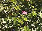 豔紫荊01.JPG