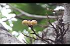 優曇華-實02.jpg