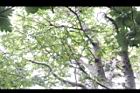 優曇華-枝00.jpg