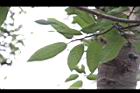 優曇華-葉序00.jpg