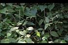 土牛膝-實01.jpg