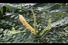 孔雀豆-花序0.jpg