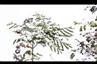 孔雀豆-葉7.jpg