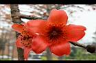 木棉-花06.jpg