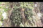砂糖椰子-果序05.jpg