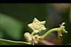 紅棗-花16.jpg