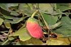 紅瓜-紅實17.jpg