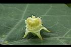 紅瓜-雄蕊05.jpg