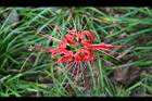 紅花石蒜-花0.jpg