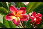紅花緬梔-花1.jpg