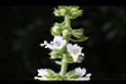 羅勒-白花01.jpg