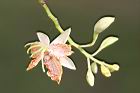 羅望子-花08.jpg
