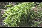 芒果樹-葉01.jpg