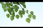 菩提樹-葉29.jpg