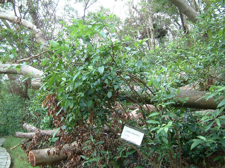 台灣山桂花