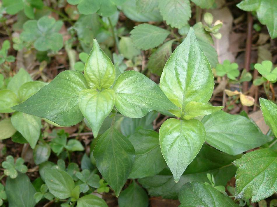 華九頭獅子草