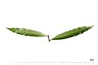 三斗石櫟-葉背12.JPG