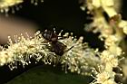 三斗石櫟-螞蟻19.JPG