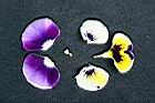 三色菫-花瓣2.jpg