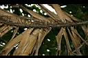 刺孔雀椰子-乾葉2.jpg