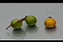 刺孔雀椰子-實3.jpg