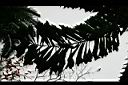 刺孔雀椰子-葉1.jpg