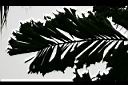 刺孔雀椰子-葉4.jpg